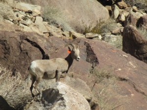 Bighorn Sheep