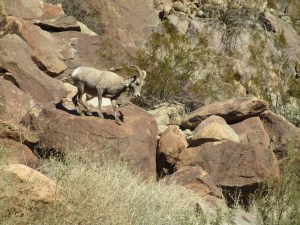 Bighorn Sheep